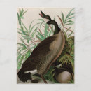 Search for birds of america postcards Nature