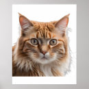 Search for orange tabby posters Portrait