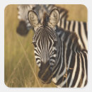 Search for masai stickers Adam jones