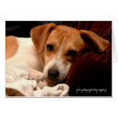Search for adopt photography Rescue