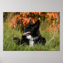 Search for pam posters Dog