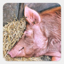 Search for hogs stickers Farm animals