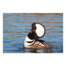 Search for merganser posters Animal
