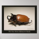 Search for beetle bug posters Animals