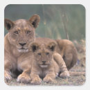 Search for young lion stickers Animal