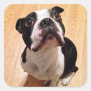 Search for boston stickers Puppies