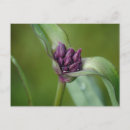 Search for multi region postcards Nature