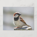 Search for sparrows postcards Postcrossing