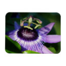Search for passion magnets Tropical
