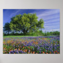 Search for bluebonnet art Paintbrush