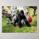 Search for silverback gorilla posters Lowland