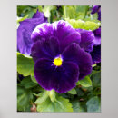 Search for pansies posters Pansy