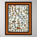 Search for champignons posters Fungus