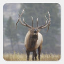 Search for bull elk stickers Np