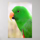 Search for parakeet posters Photography