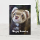 Search for ferret birthday cards Animal