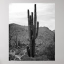 Search for white desert posters Cactus
