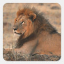 Search for african lion stickers Safari