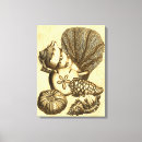 Search for shell canvas prints Star fish