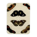 Search for insect magnets Butterfly
