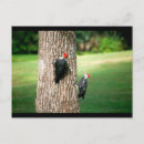 Search for pair postcards Birds