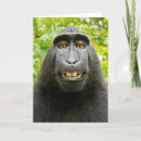 Search for macaques cards Wildlife