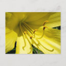 Search for daylily Yellow