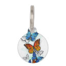 Search for morpho White
