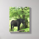 Search for horse canvas prints Animals