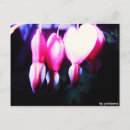 Search for fotos postcards Fotografie