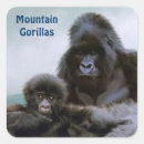 Search for silverback gorilla stickers Rwanda