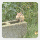 Search for cute chipmunk stickers Wildlife