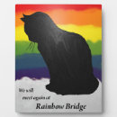 Search for black cat and bridge Rainbow