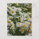 Search for flower meadow postcards Flowers