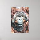 Search for orangutan canvas prints Animal