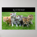 Search for cuddly posters Kittens