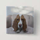 Search for basset badges Animal