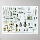 Search for entomology posters Zoology