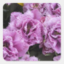 Search for aka stickers Dutch