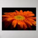 Search for gerber posters Gerbera