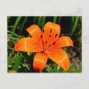 Search for orange lily postcards Nature