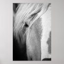 Search for white horses posters Black and white