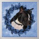 Search for bostons photography Cute