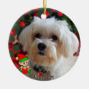 Search for maltese dog christmas tree decorations Animals