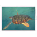 Search for torro Green turtle