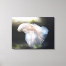 Search for betta art White