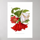 Search for bellflower posters Vintage