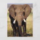 Search for one animal postcards Elephant