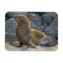 Search for kevin magnets Superstock