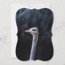 Search for funny bird cards note cards Birds